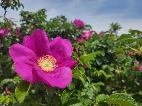 ハマナスの花